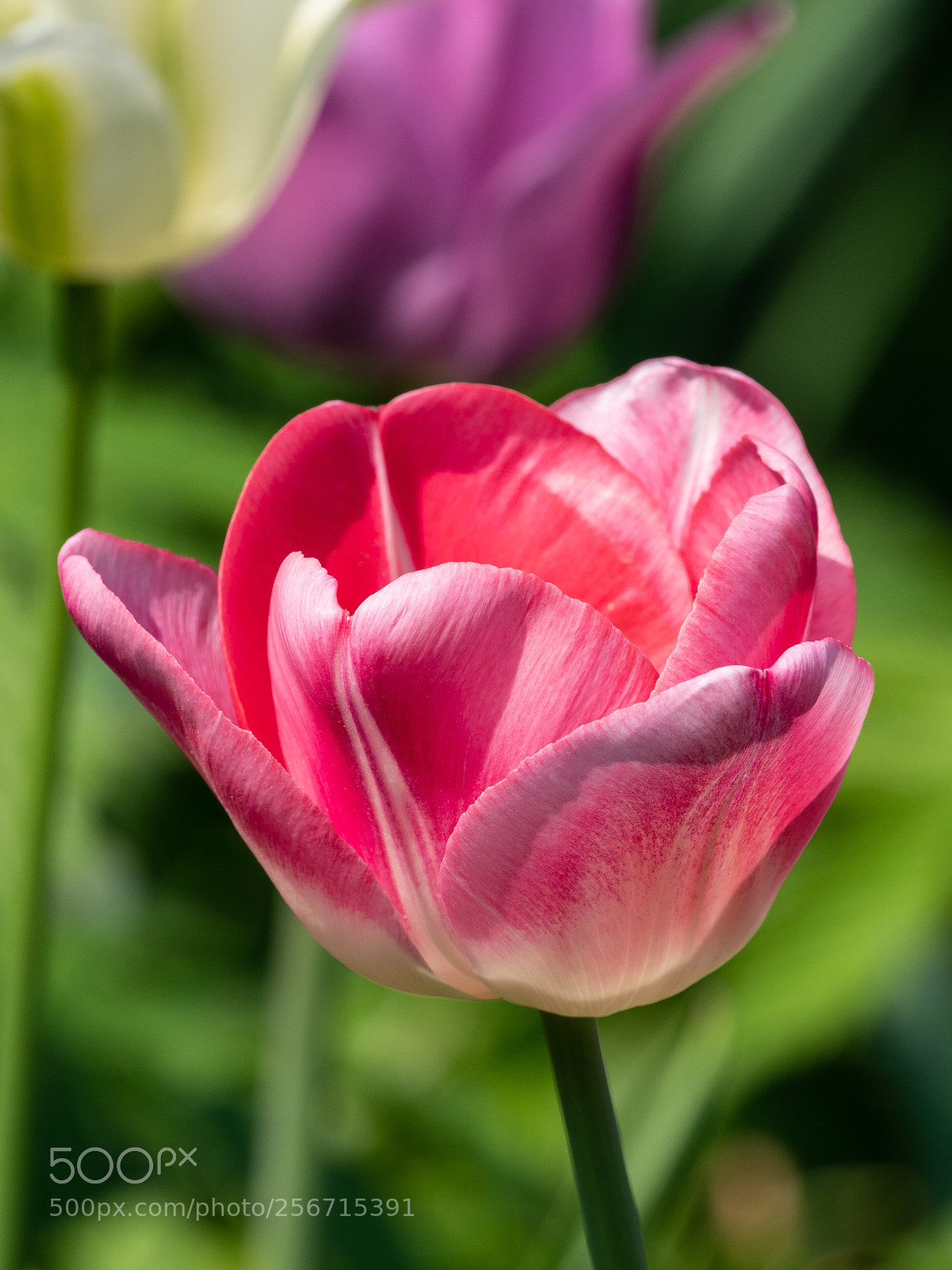 Olympus OM-D E-M1 Mark II sample photo. Tulip photography