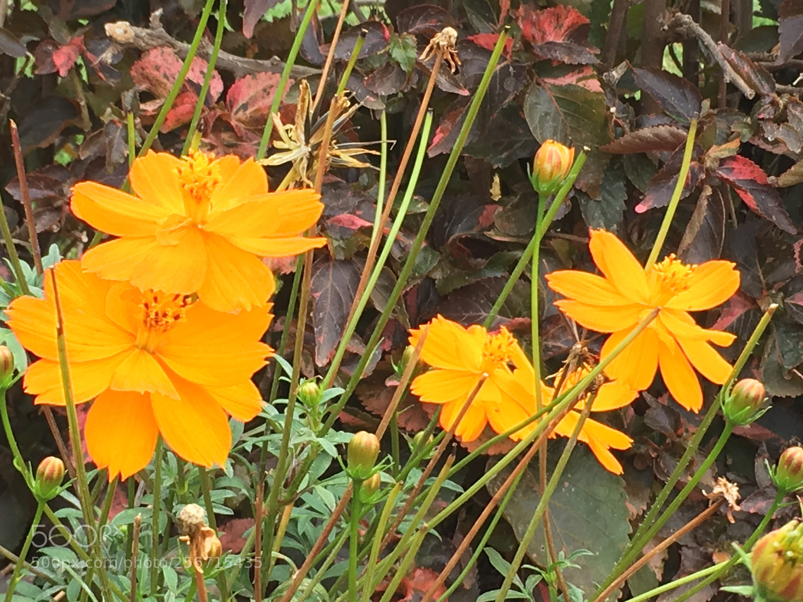 Apple iPhone SE sample photo. Flowers photography