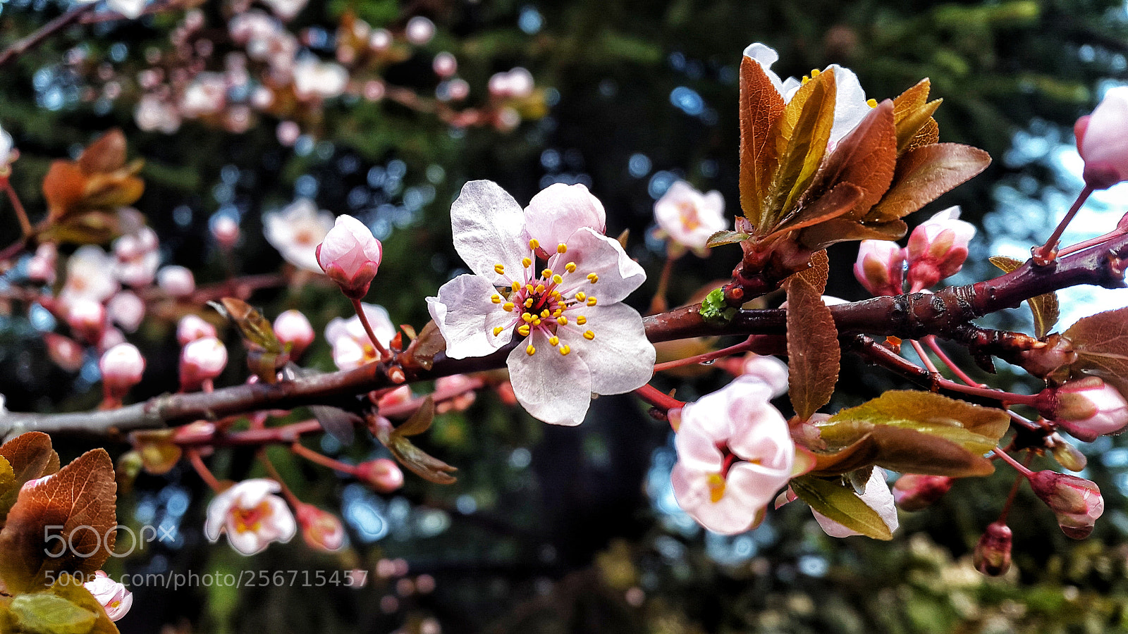 Samsung Galaxy Alpha sample photo. Spring.. photography