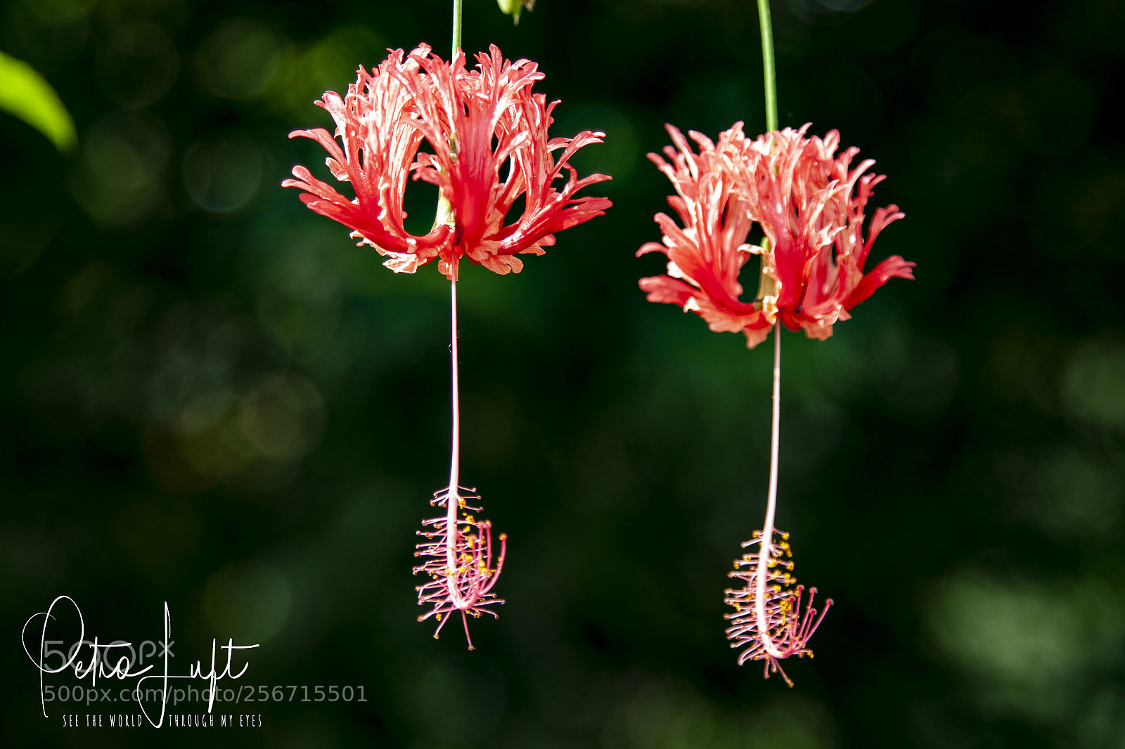 Canon EOS 50D sample photo. Hanging flowers photography