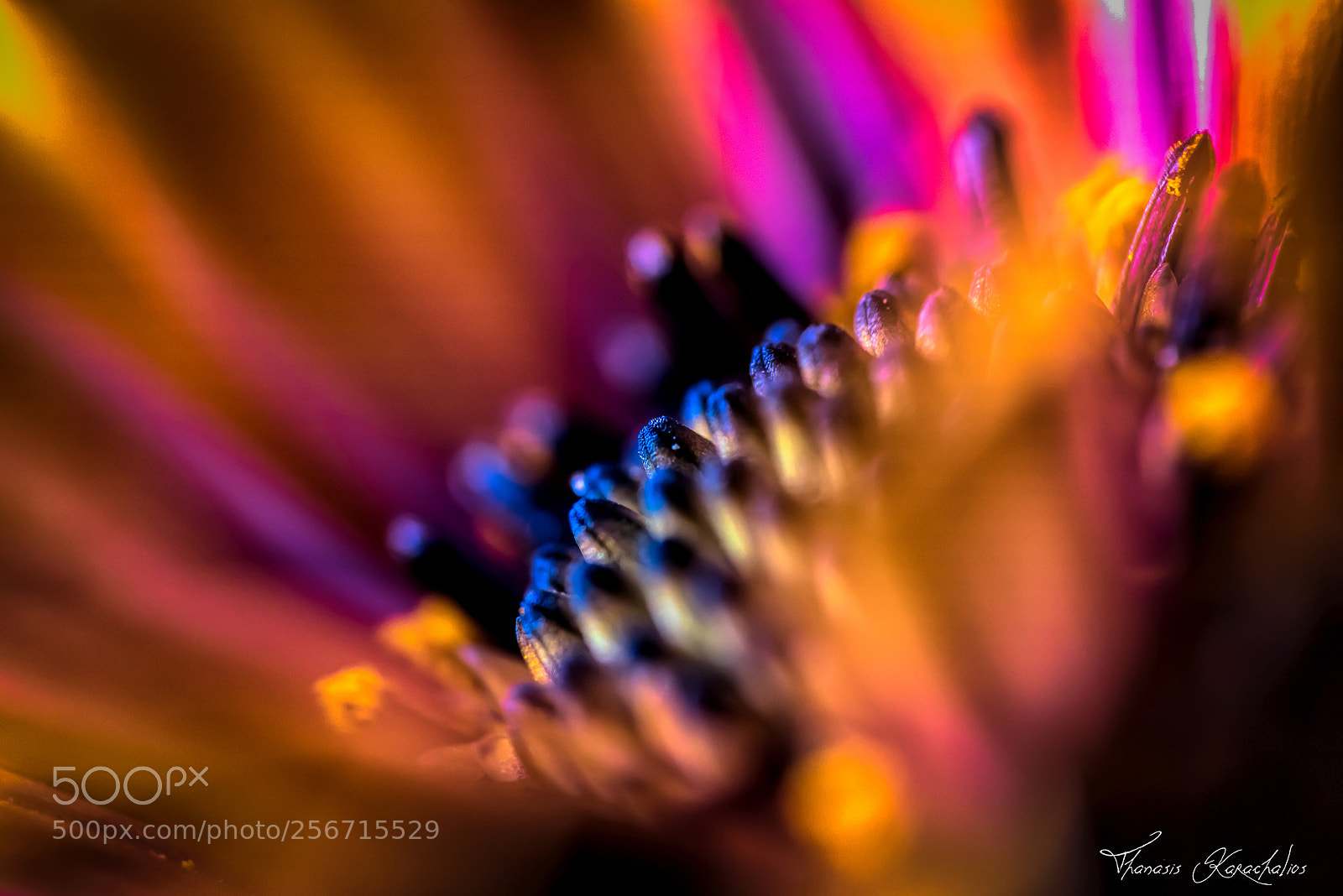 Nikon D750 sample photo. Daisy macro ii photography