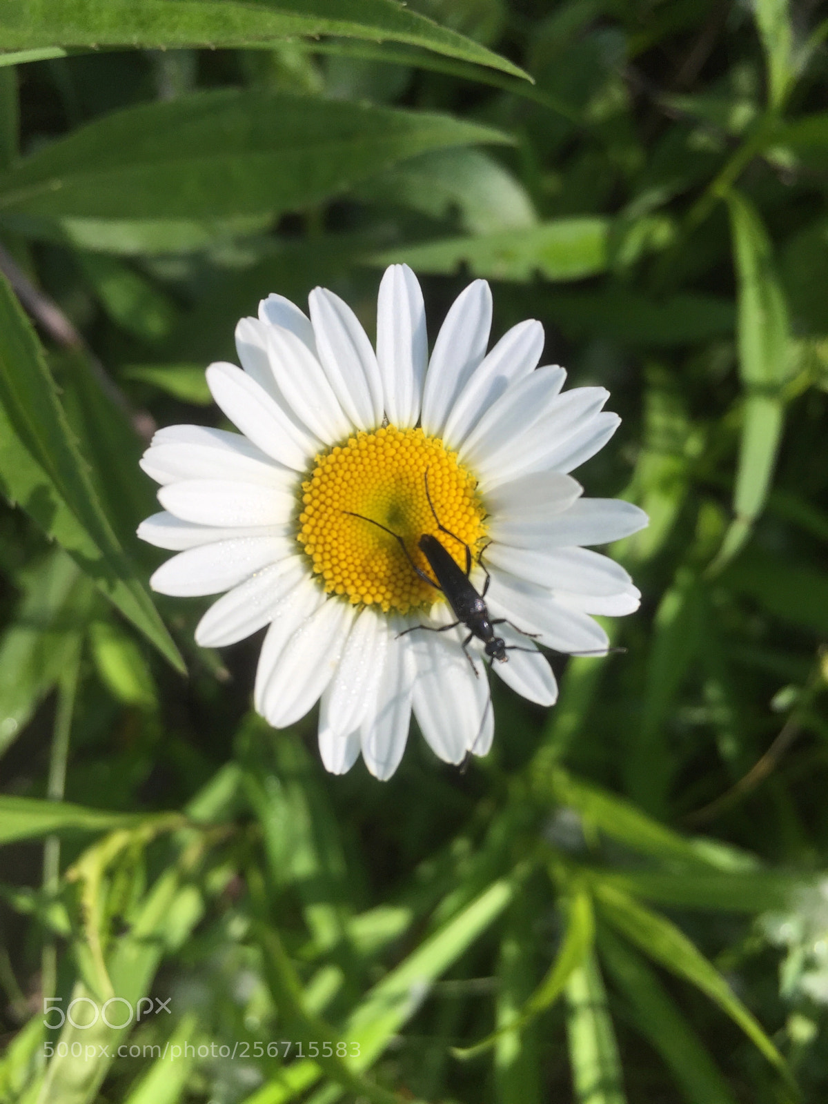 Apple iPhone 6 sample photo. Untitled photography