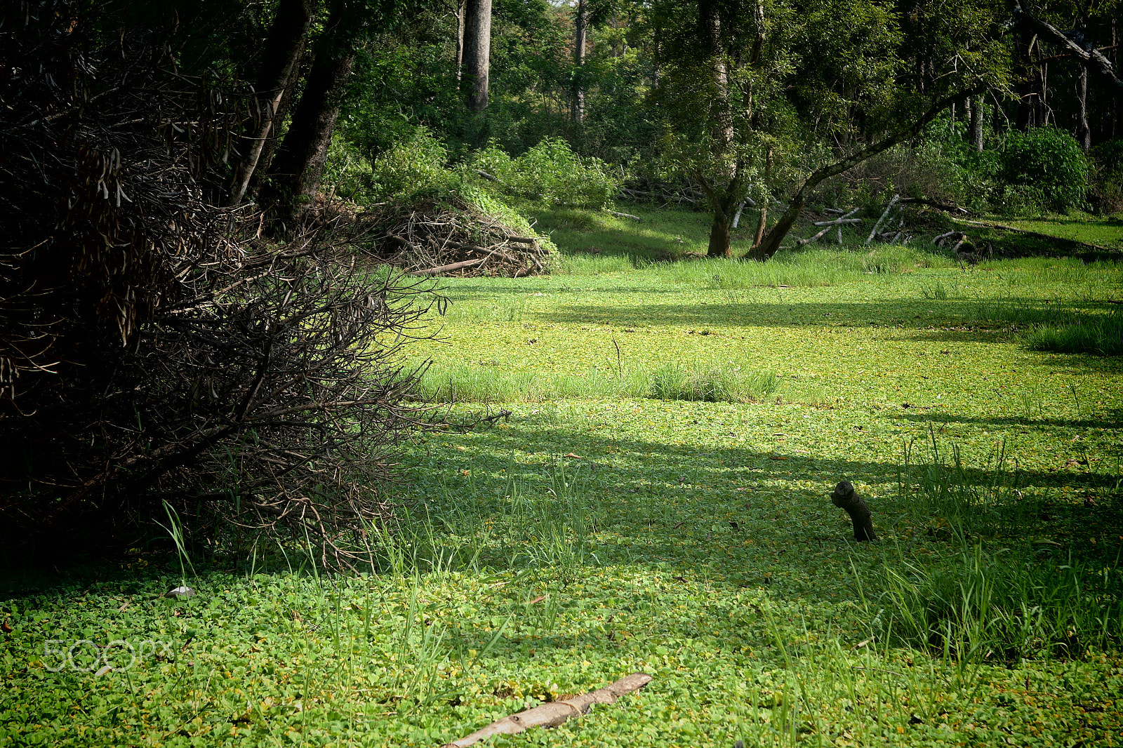 Samsung NX2000 sample photo. Muthanga wild life santurary photography