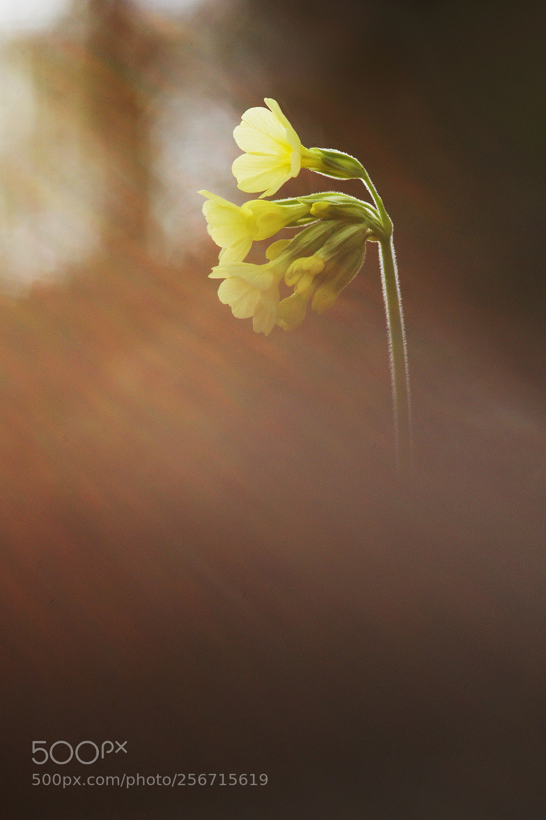 Nikon D7100 sample photo. Catching of rays photography
