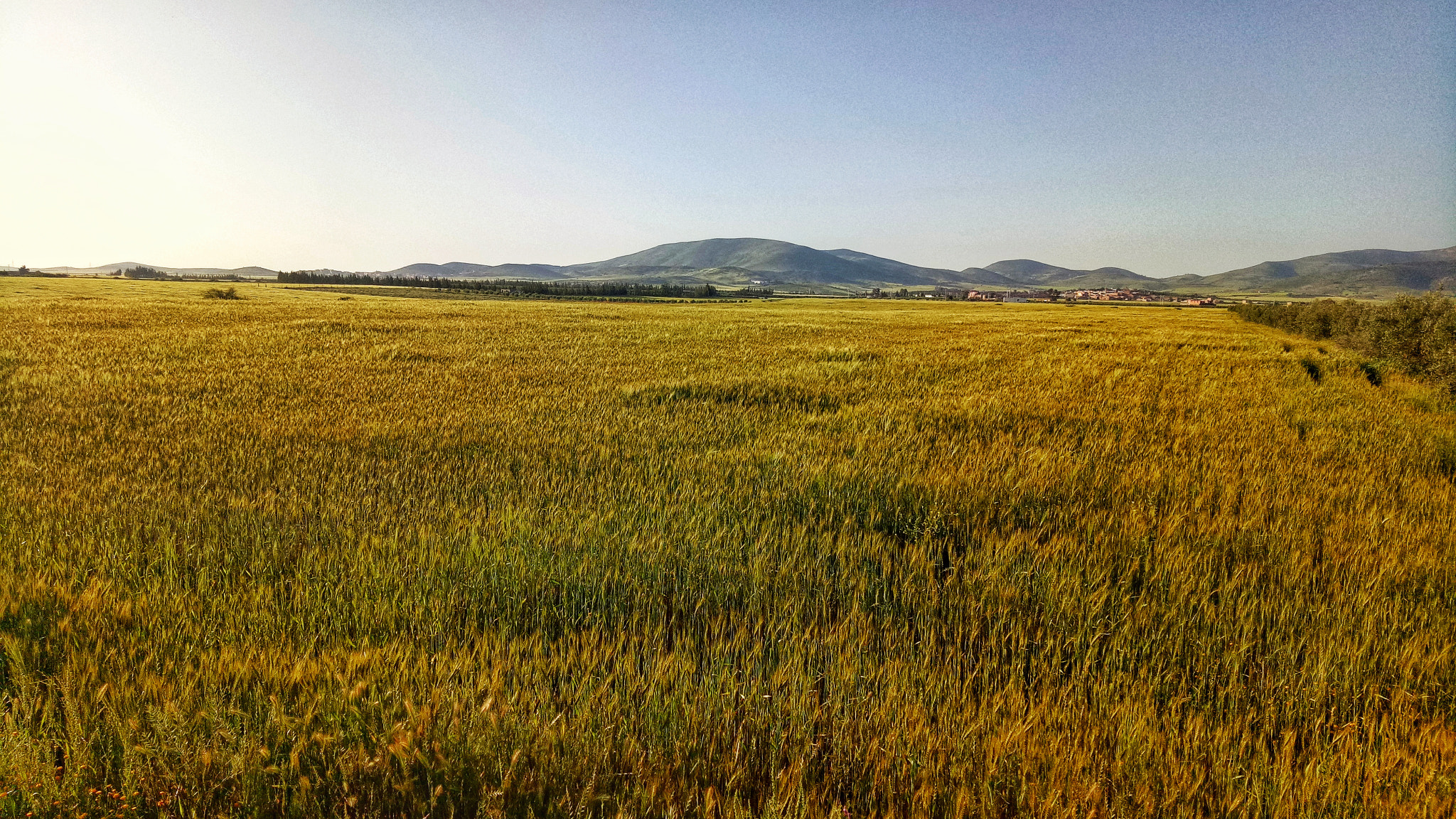 OPPO A1601 sample photo