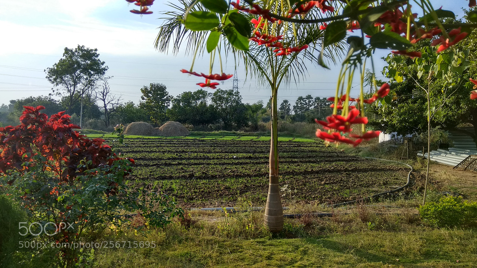 Xiaomi Redmi Note 4 sample photo. Untitled photography