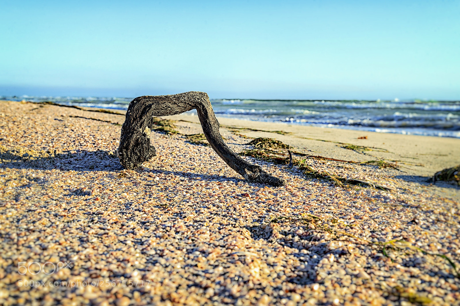 Canon EOS-1D X Mark II sample photo. Driftwood at south beach photography