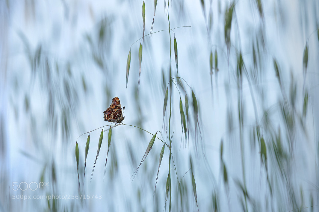 Canon EOS 750D (EOS Rebel T6i / EOS Kiss X8i) sample photo. Art graphique photography