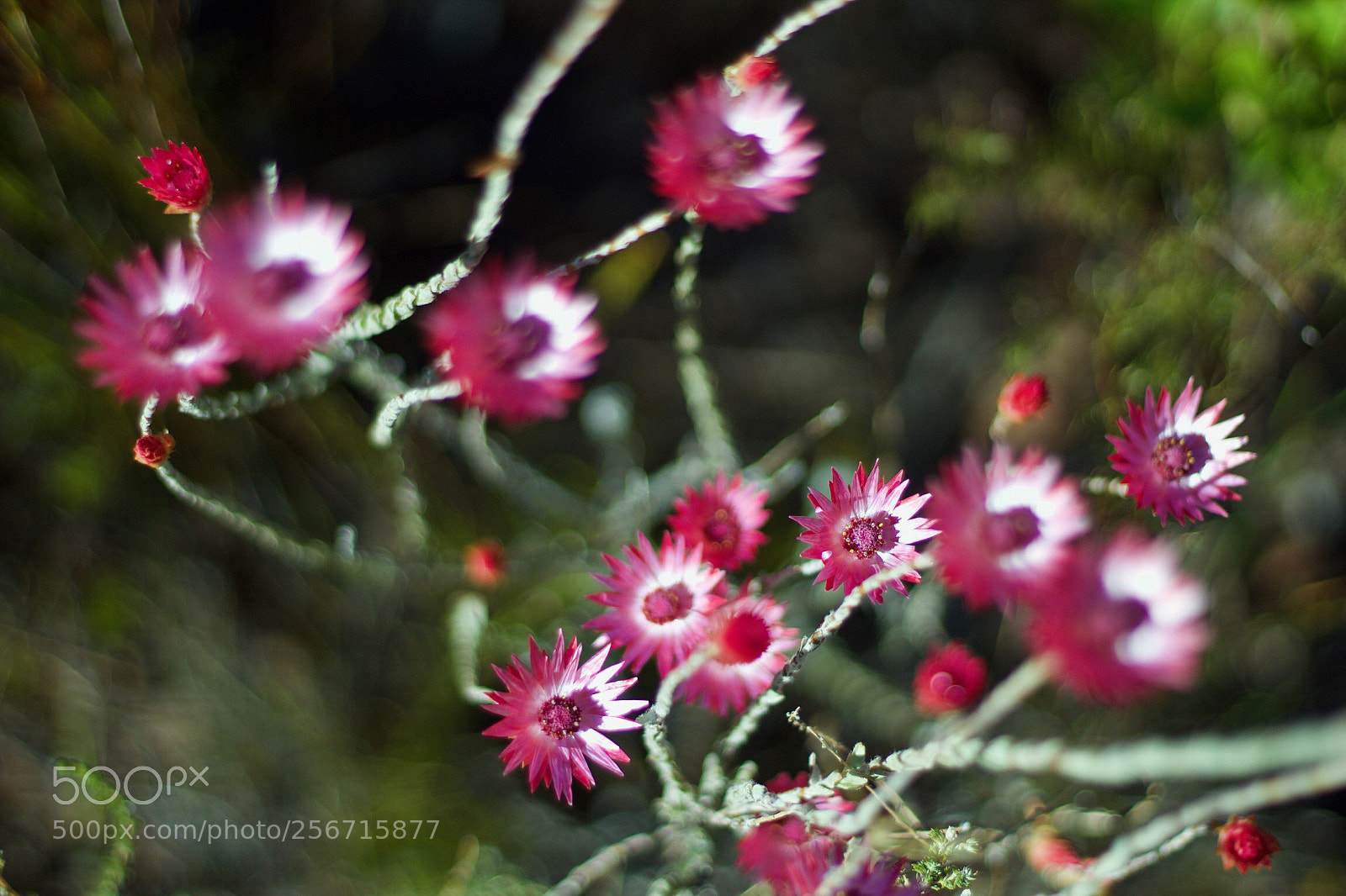 Canon EOS 1300D (EOS Rebel T6 / EOS Kiss X80) sample photo. Bastiaanskloof hike  photography