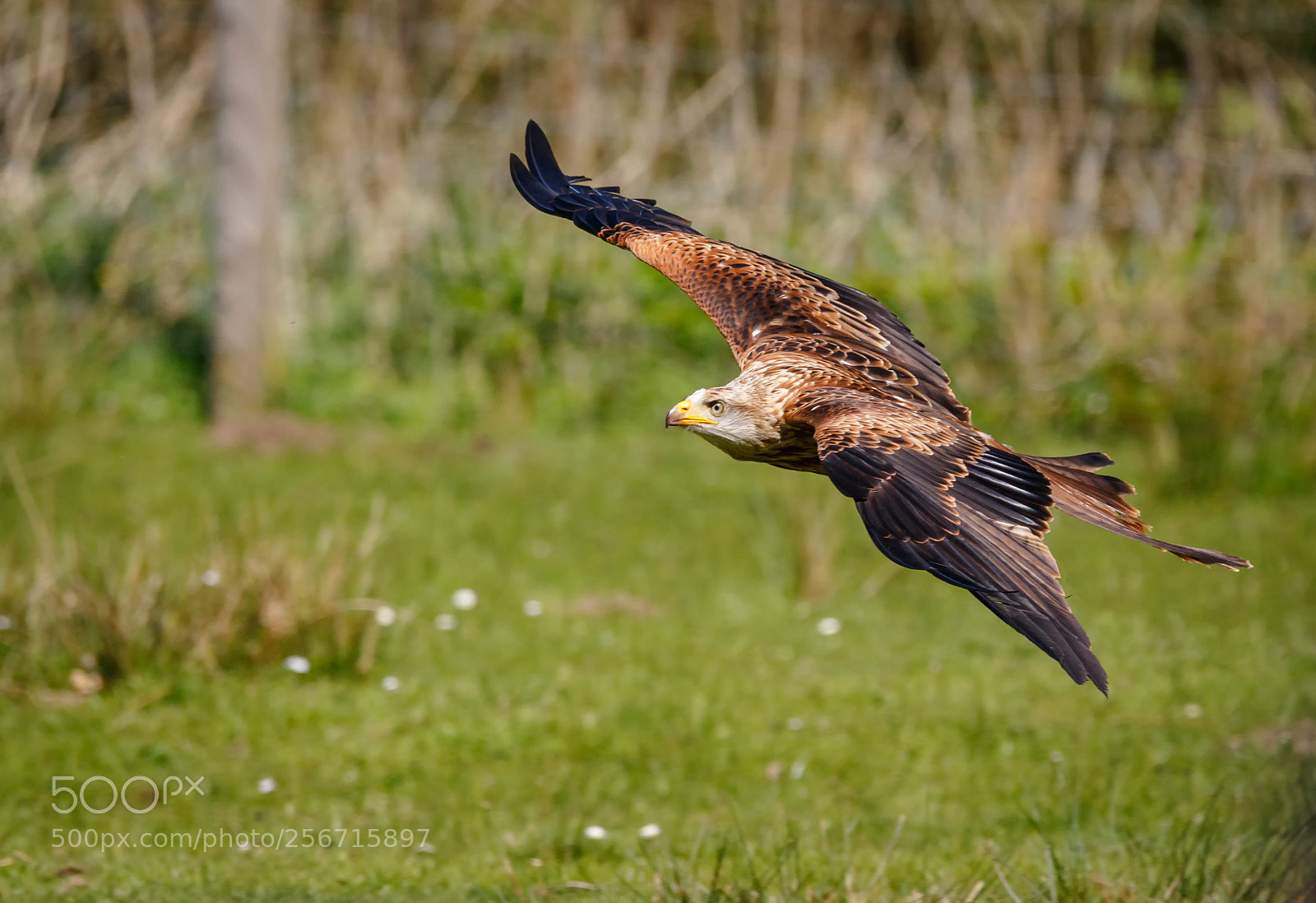 Canon EOS 7D Mark II sample photo. Red kite (milvus milvus) photography