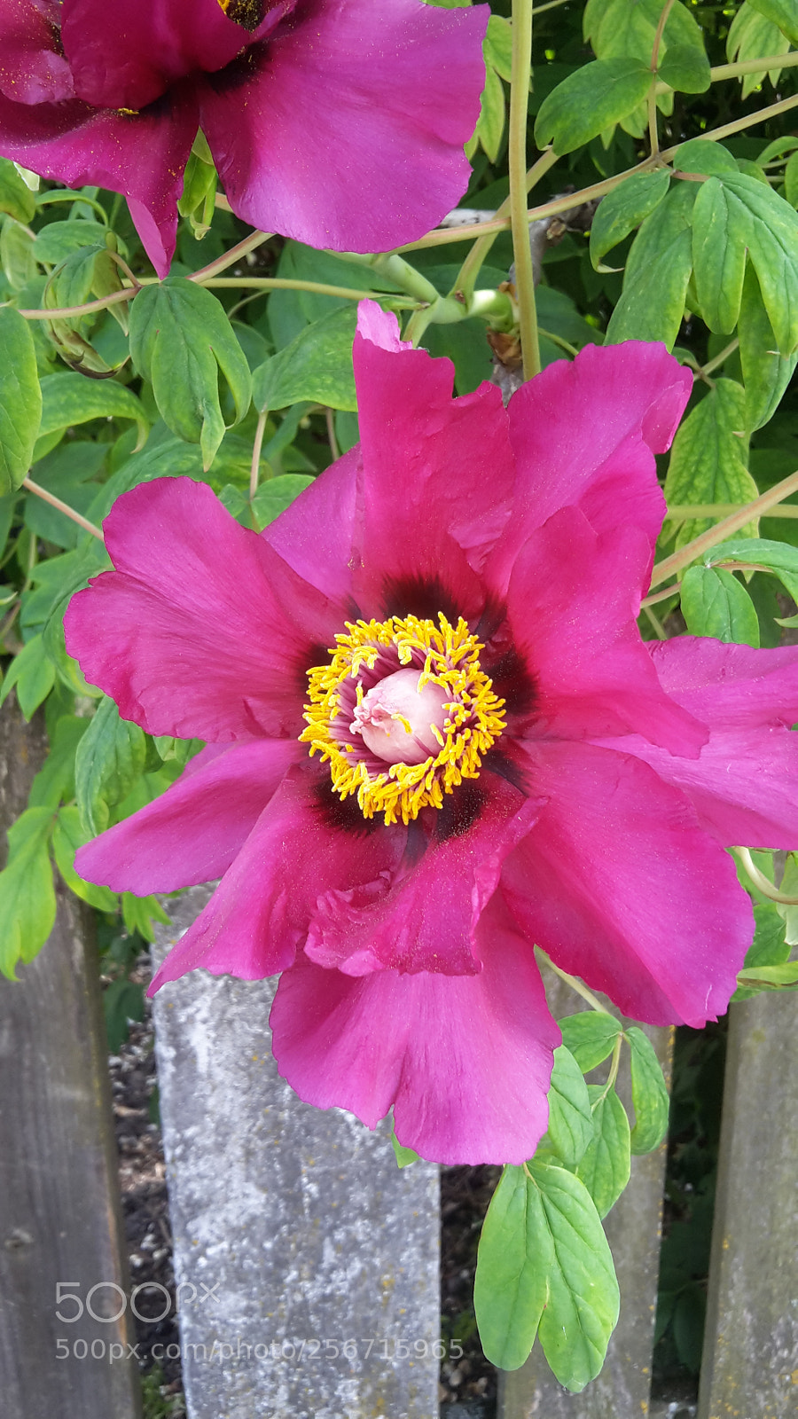 Samsung Galaxy S5 Mini sample photo. Open peony! photography