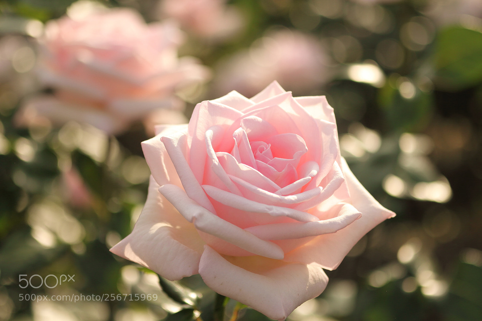 Canon EOS 7D + Canon EF 50mm F1.8 II sample photo. Pink roses photography