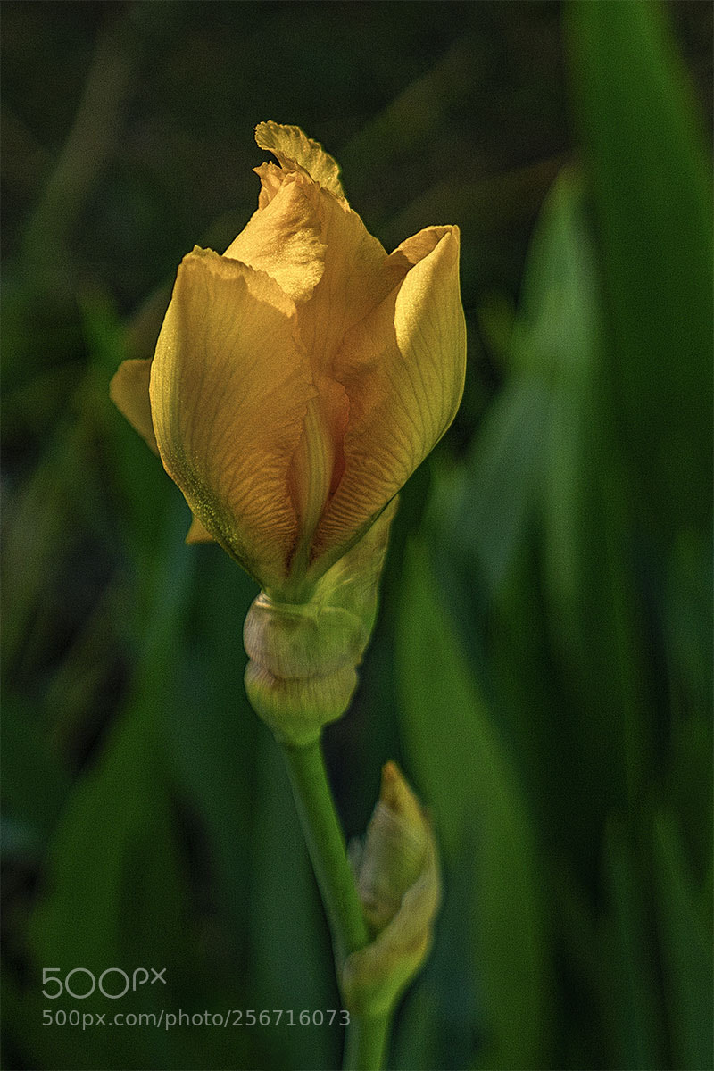 Sony a7R II sample photo. Blüten 060518-004 photography