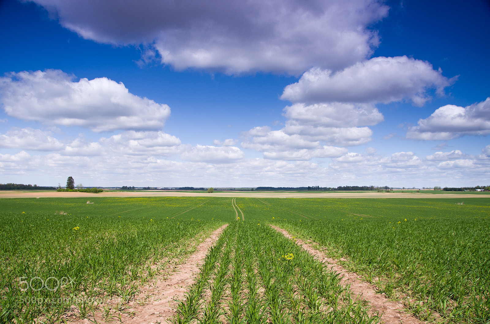 Pentax K-5 sample photo. Spring field photography