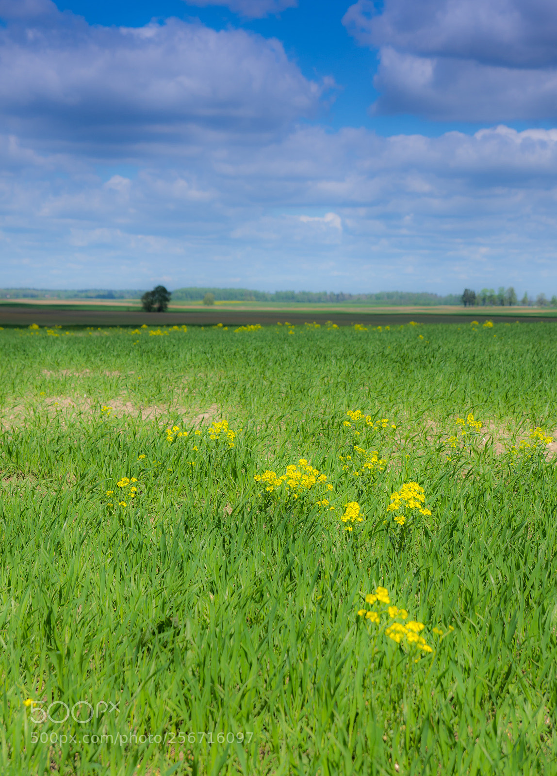Pentax K-5 sample photo. Spring field photography