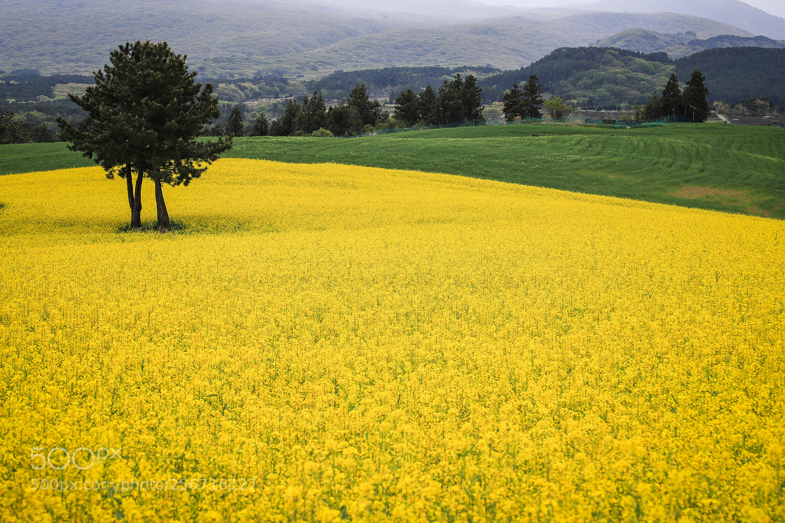 Canon EOS 6D Mark II sample photo. Yellow spring photography