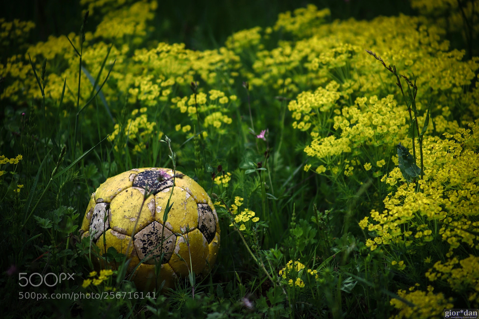 Canon EOS 6D Mark II sample photo. Balls of my life photography
