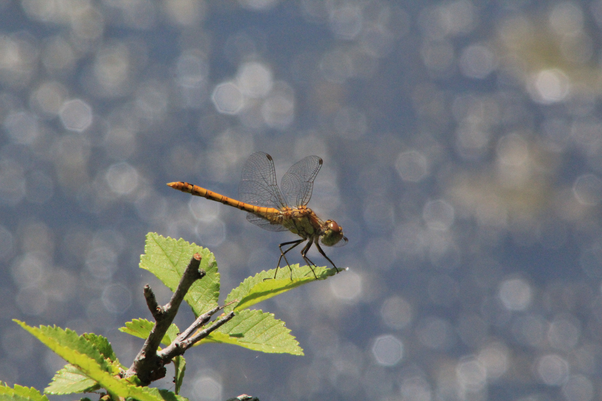 Canon EF 75-300mm f/4-5.6 USM sample photo