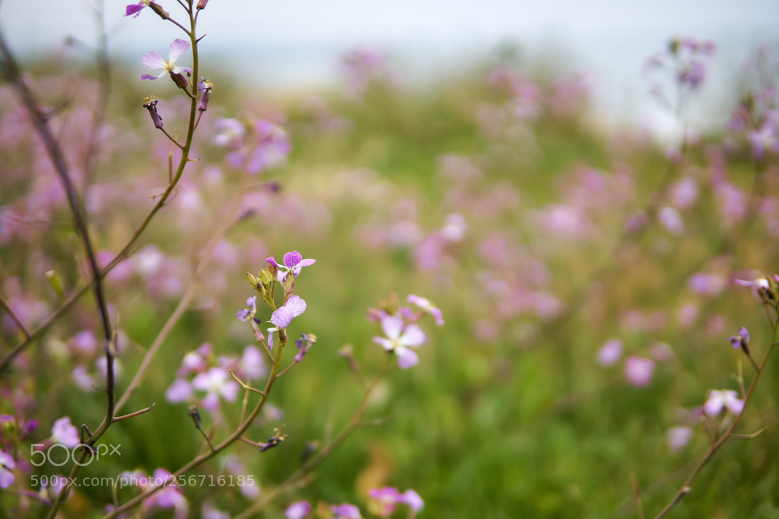 Sony a6300 sample photo. Wild flowers photography