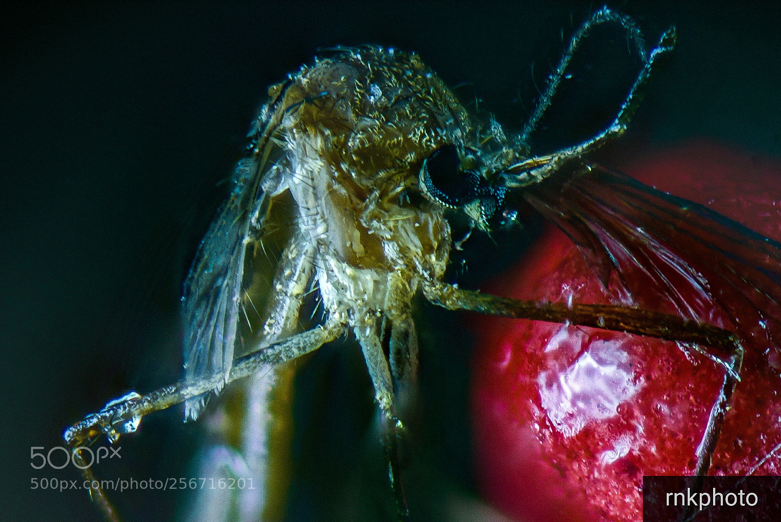 Nikon D750 sample photo. Mosquito macro photography