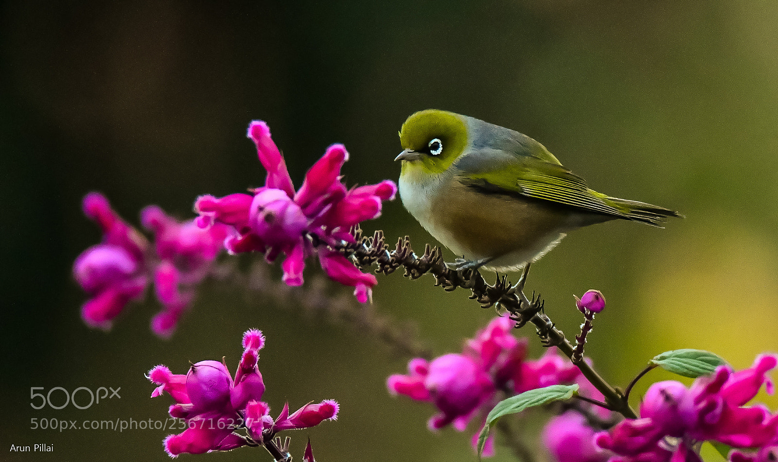 Nikon D500 sample photo. White eye photography