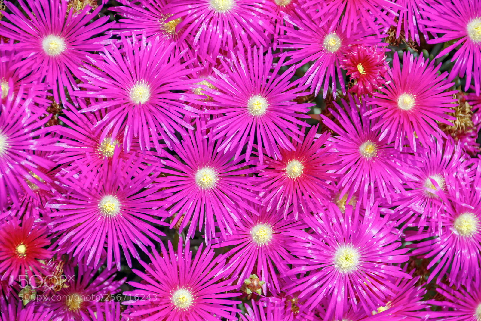 Canon EOS 80D sample photo. Blooming pink flowers top photography