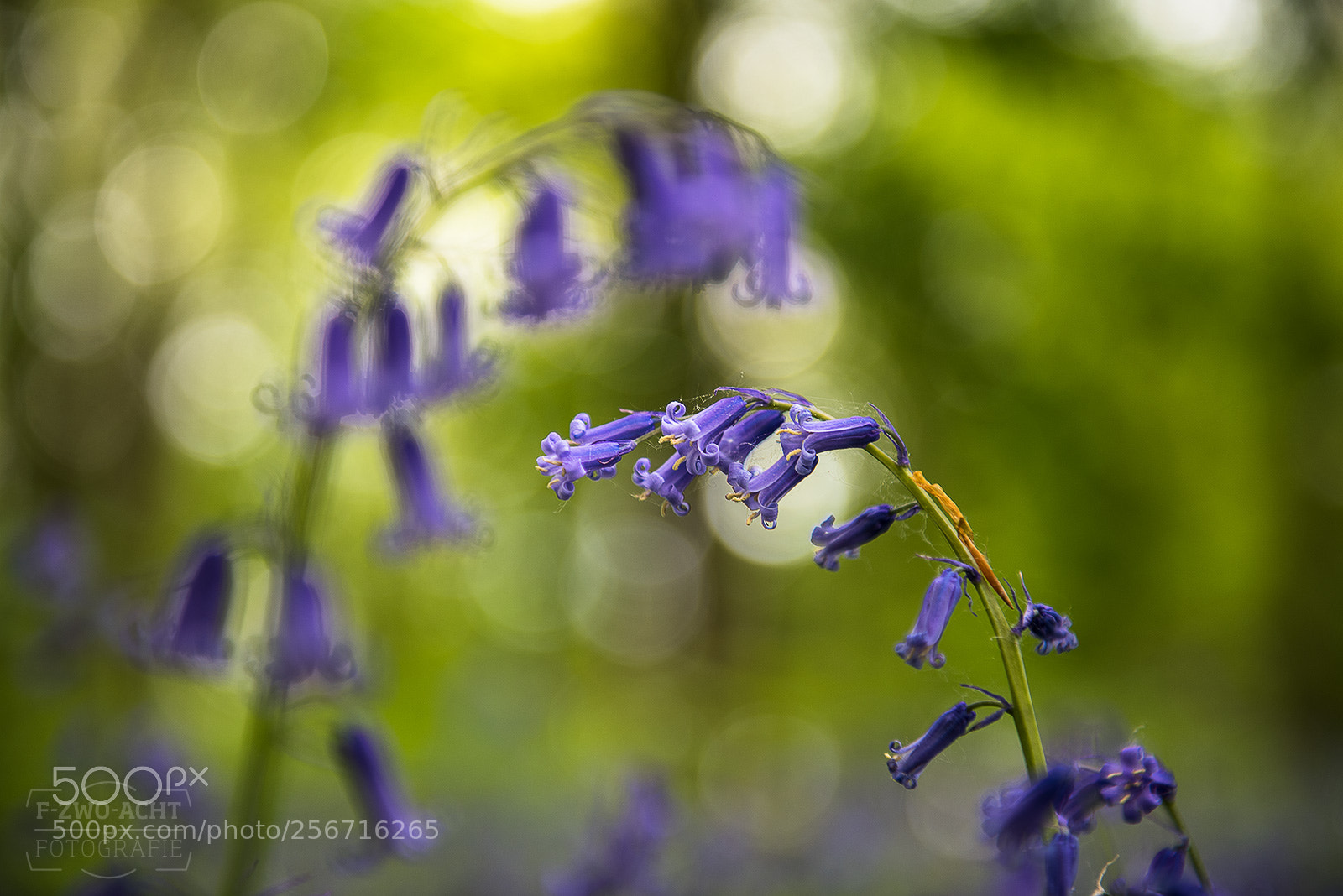 Nikon D750 sample photo. Bluebell blossom photography