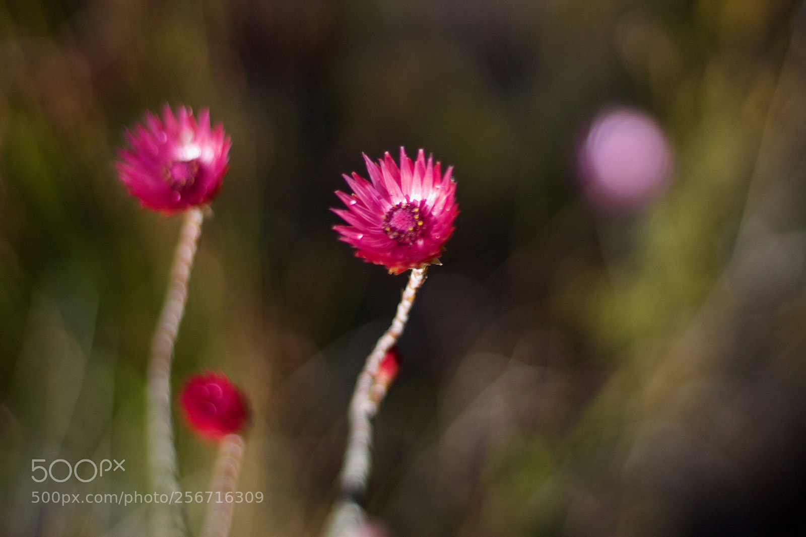 Canon EOS 1300D (EOS Rebel T6 / EOS Kiss X80) sample photo. Bastiaanskloof hike  photography