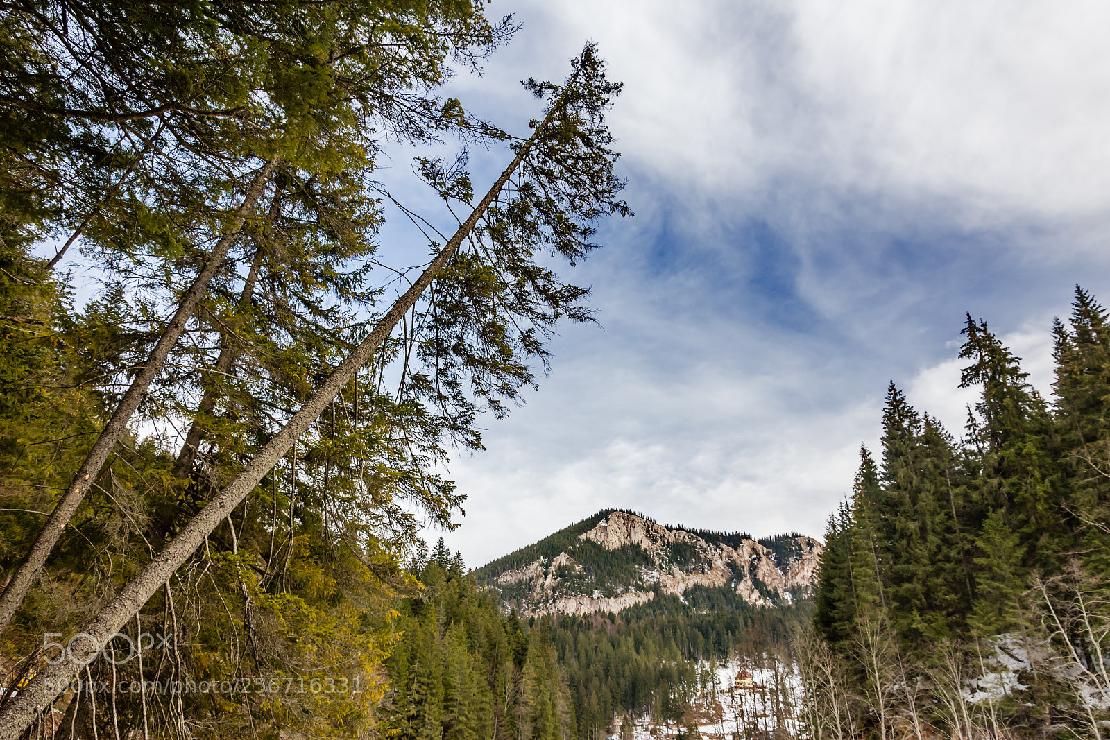 Nikon D7200 sample photo. Winter in the forest photography