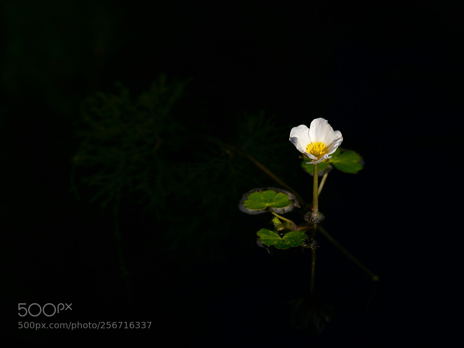 Fujifilm X-T2 sample photo. Morning at the pond photography