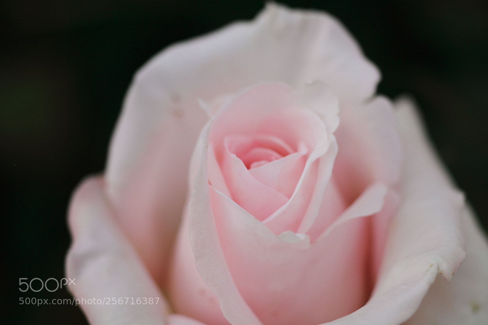 Canon EOS 7D + Canon EF 50mm F1.8 II sample photo. Pale pink rose photography
