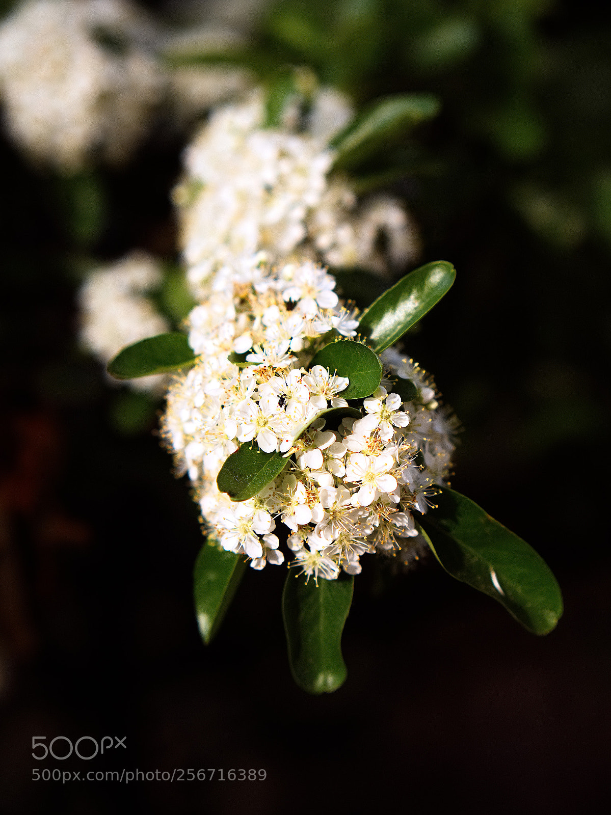 Panasonic Lumix DC-GH5 sample photo. Le printemps dans la photography