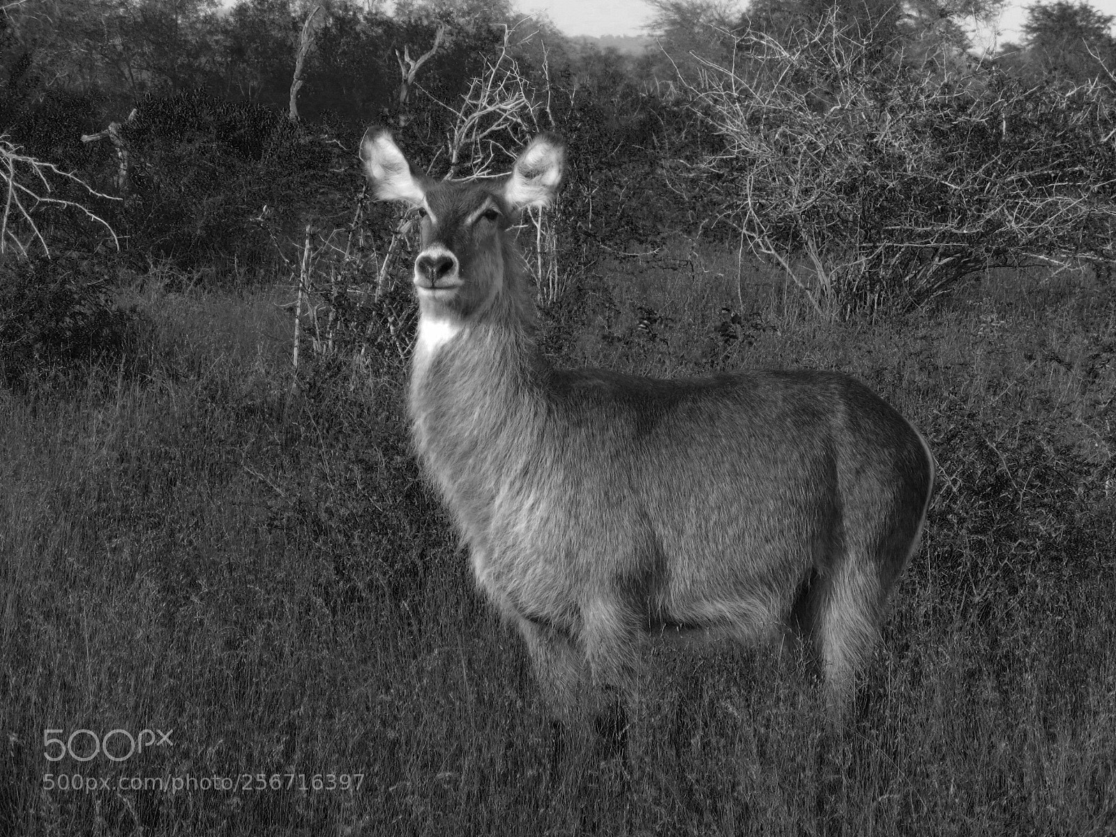 Canon PowerShot SX60 HS sample photo. Waterbuck photography