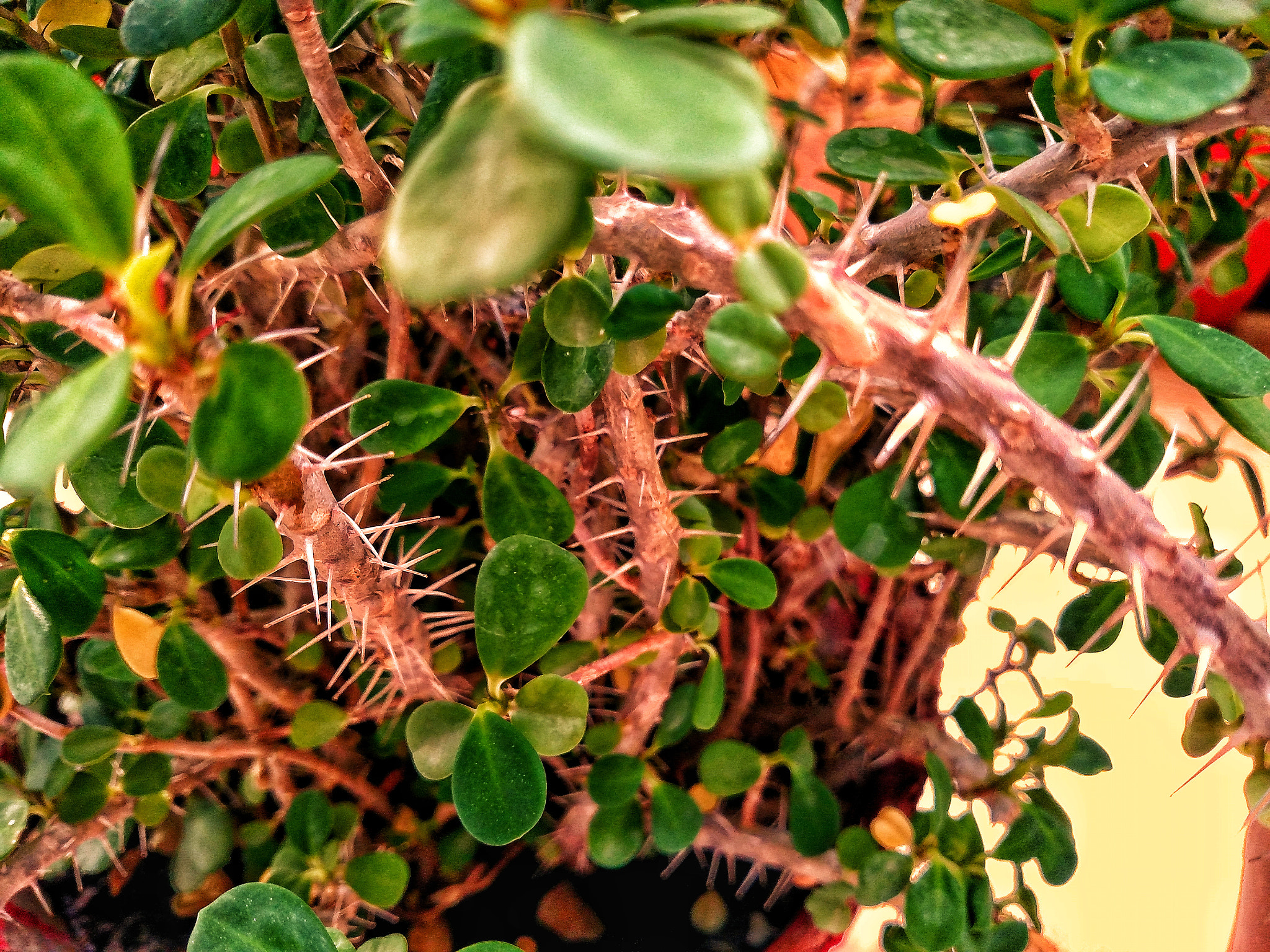 Motorola Droid Turbo sample photo. Plant 2 photography