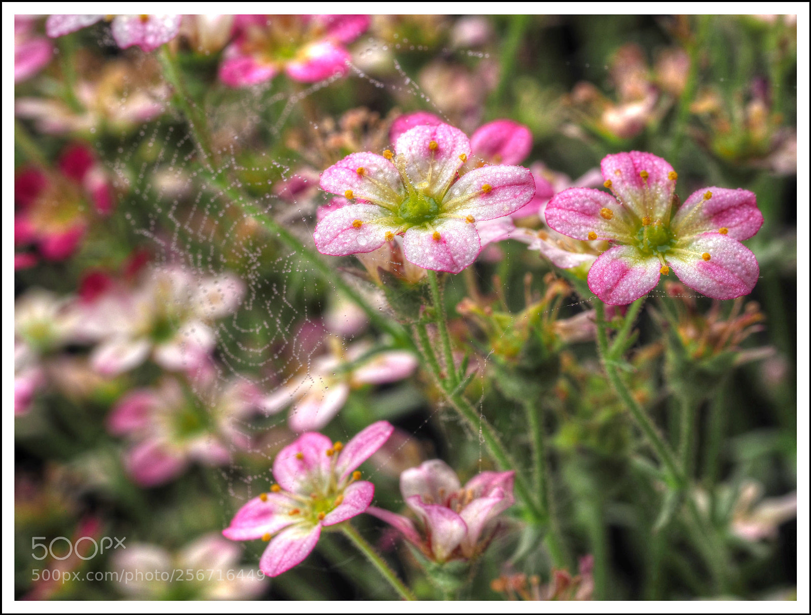 Olympus OM-D E-M1 Mark II sample photo. S a x i photography
