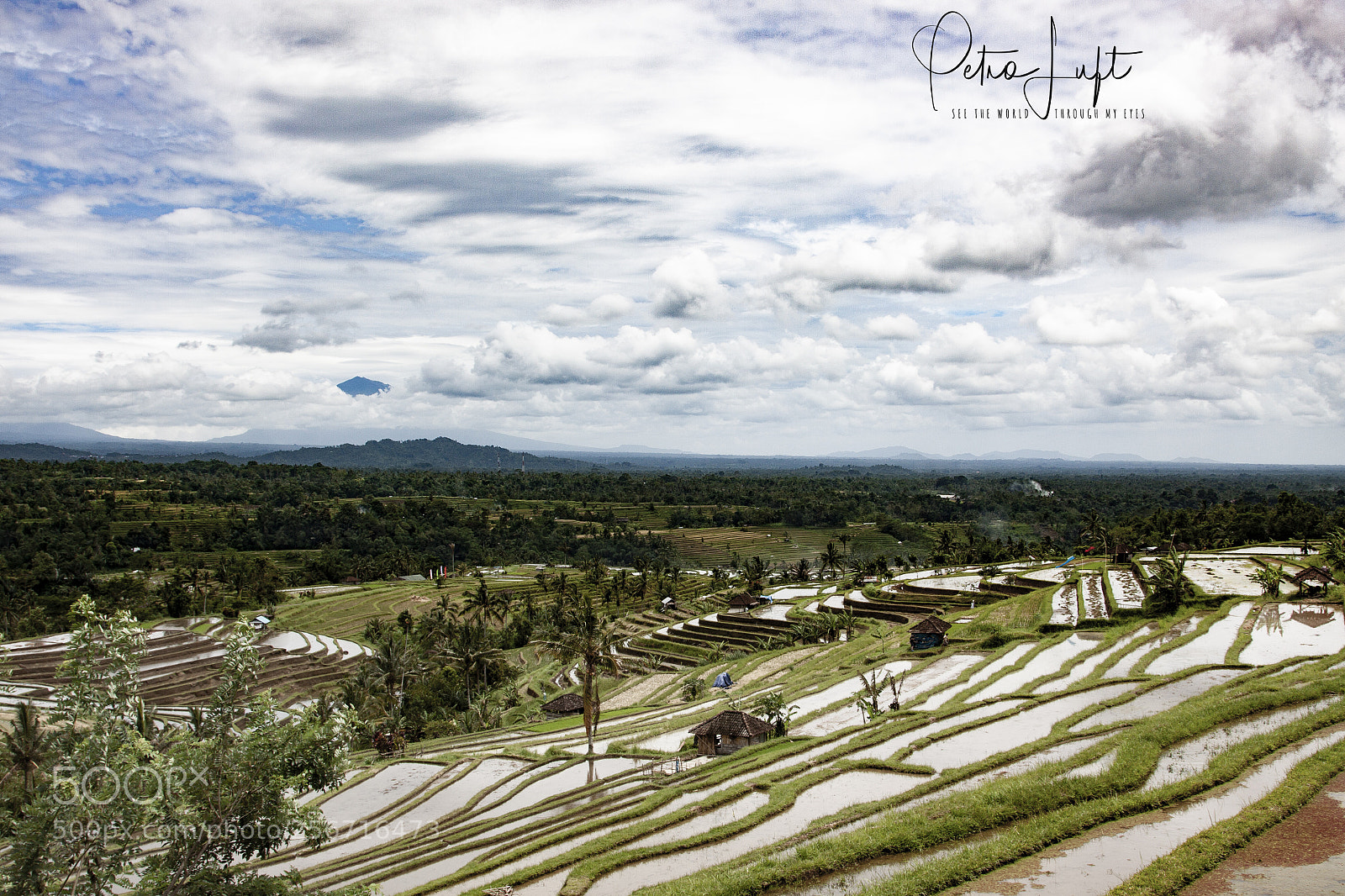 Canon EOS 50D sample photo. Ricefields bali photography