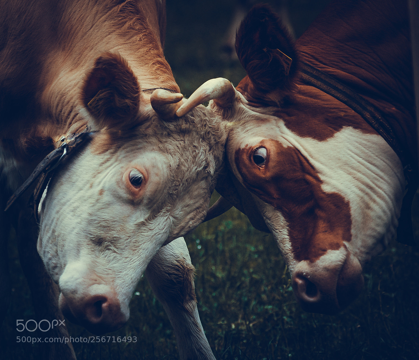 Canon EOS-1D Mark IV sample photo. Fight - lauterbrunnen photography