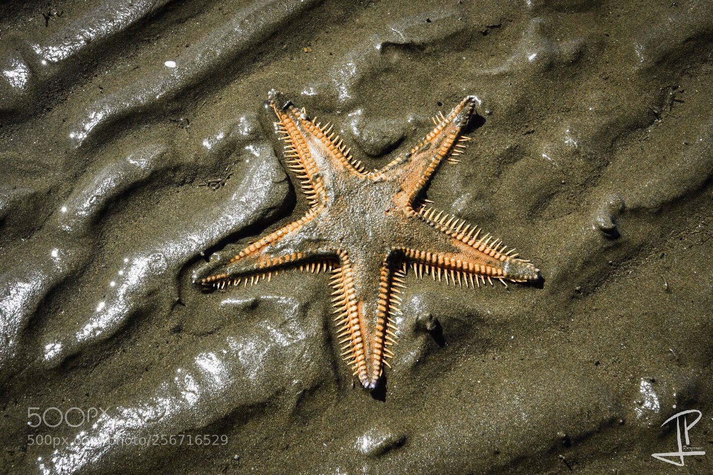 Nikon D500 sample photo. Starfish ii photography