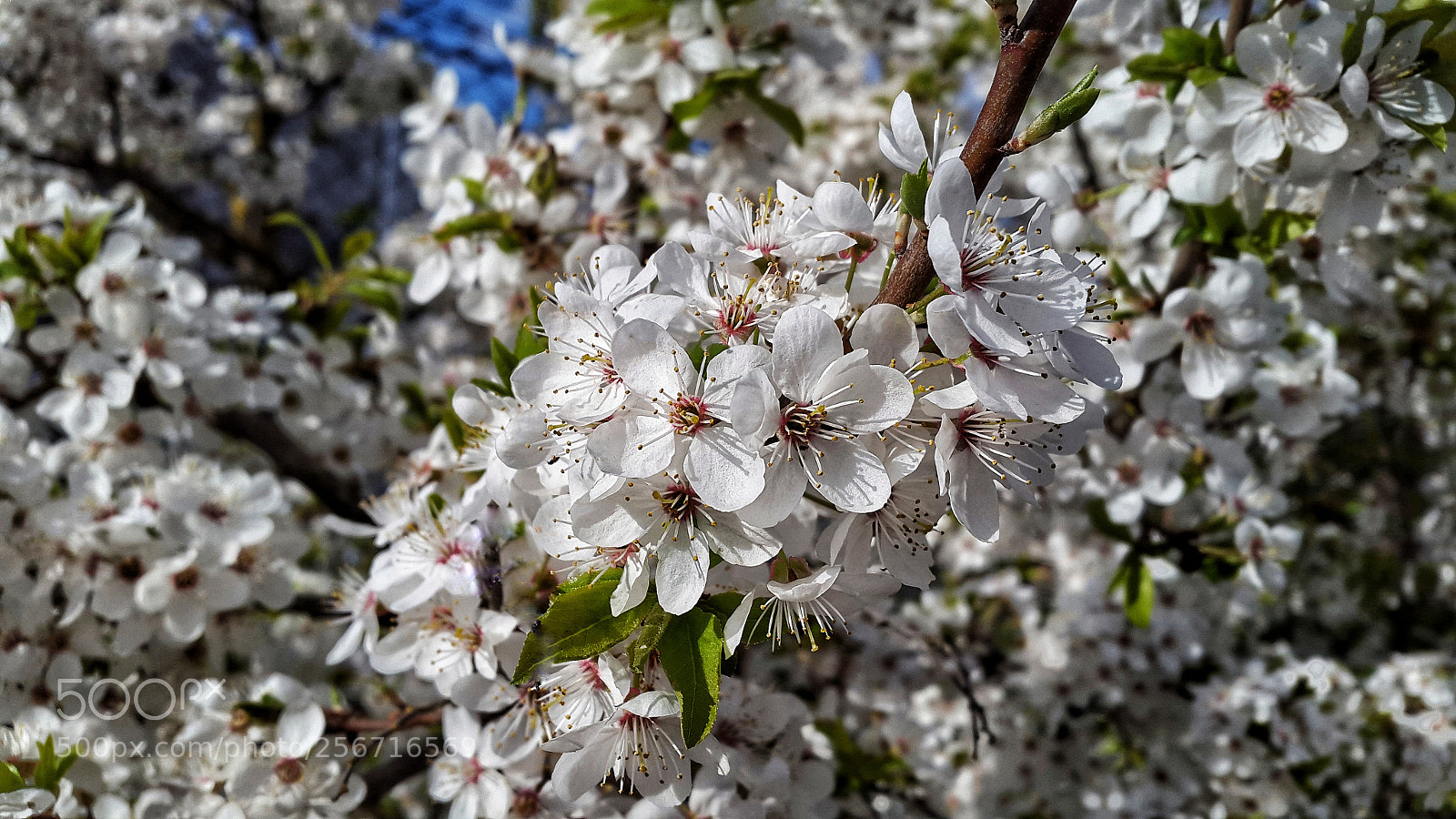 Samsung Galaxy Alpha sample photo. Spring blossom photography