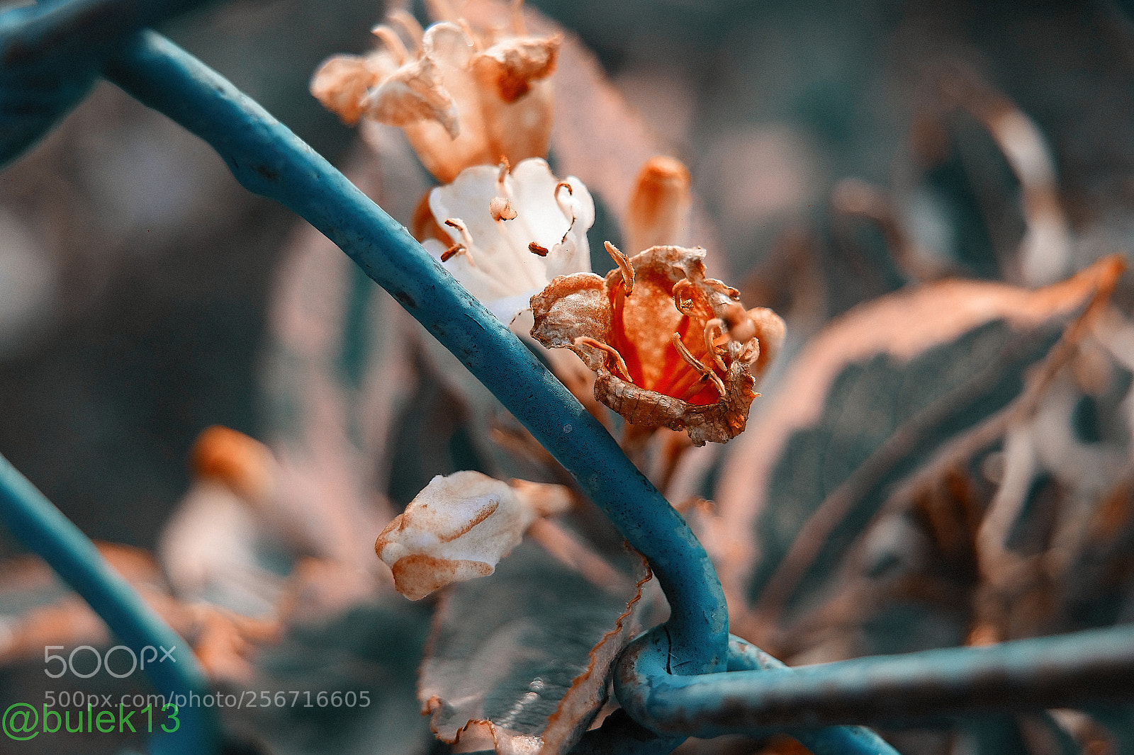 Samsung NX300 sample photo. Untitled photography