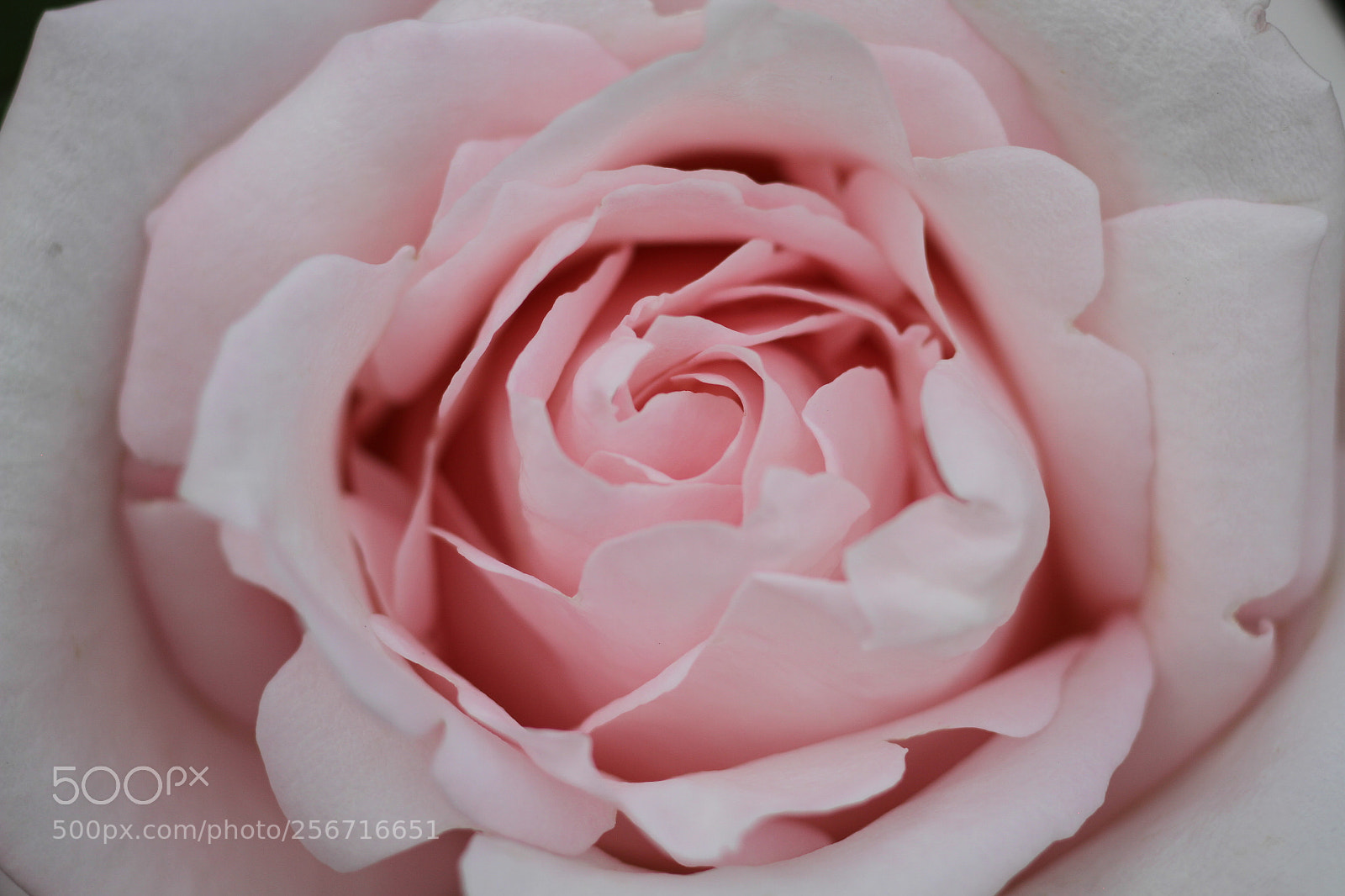 Canon EOS 7D + Canon EF 50mm F1.8 II sample photo. Shiny pink rose photography