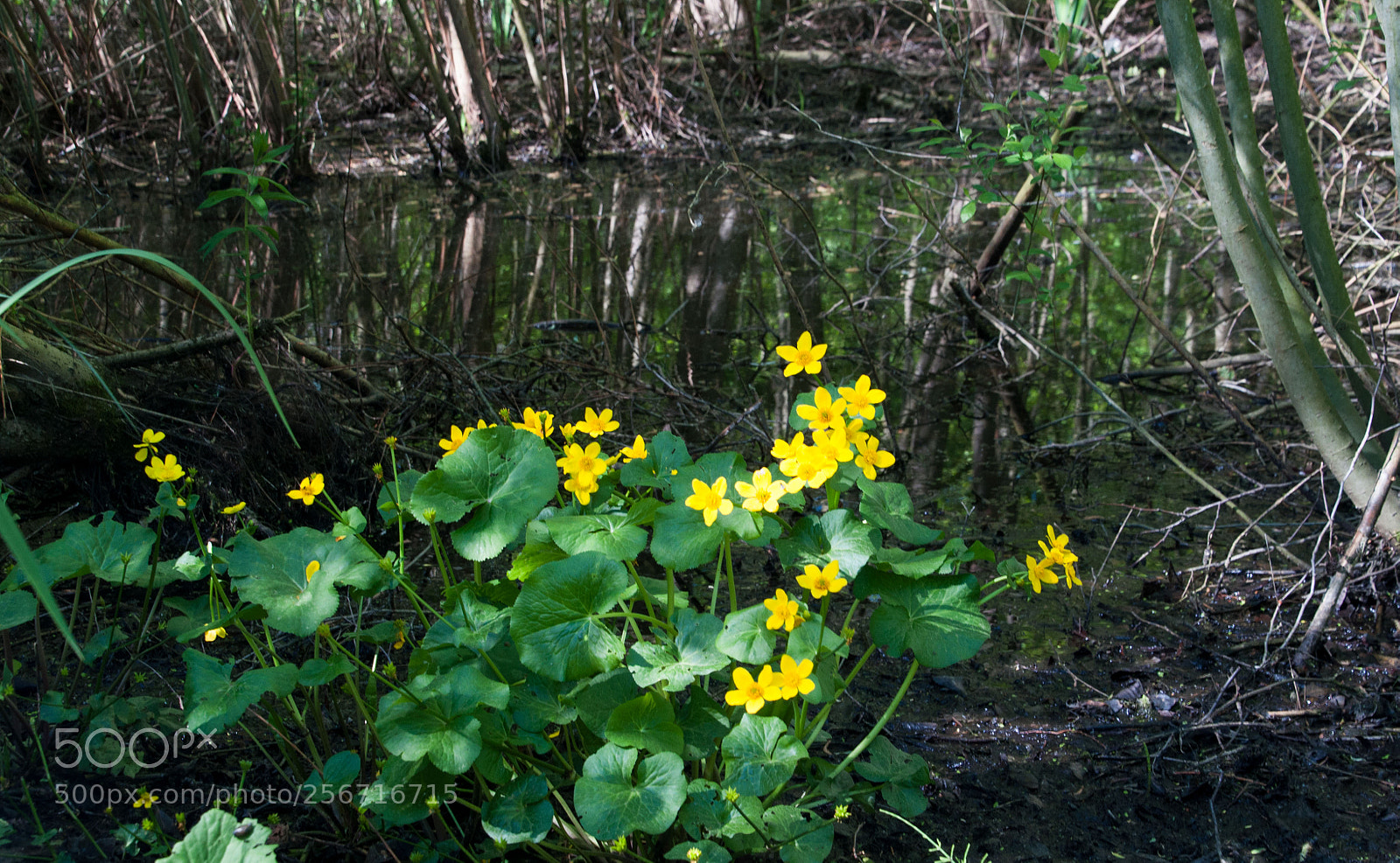 Nikon D5000 sample photo. Im moor photography