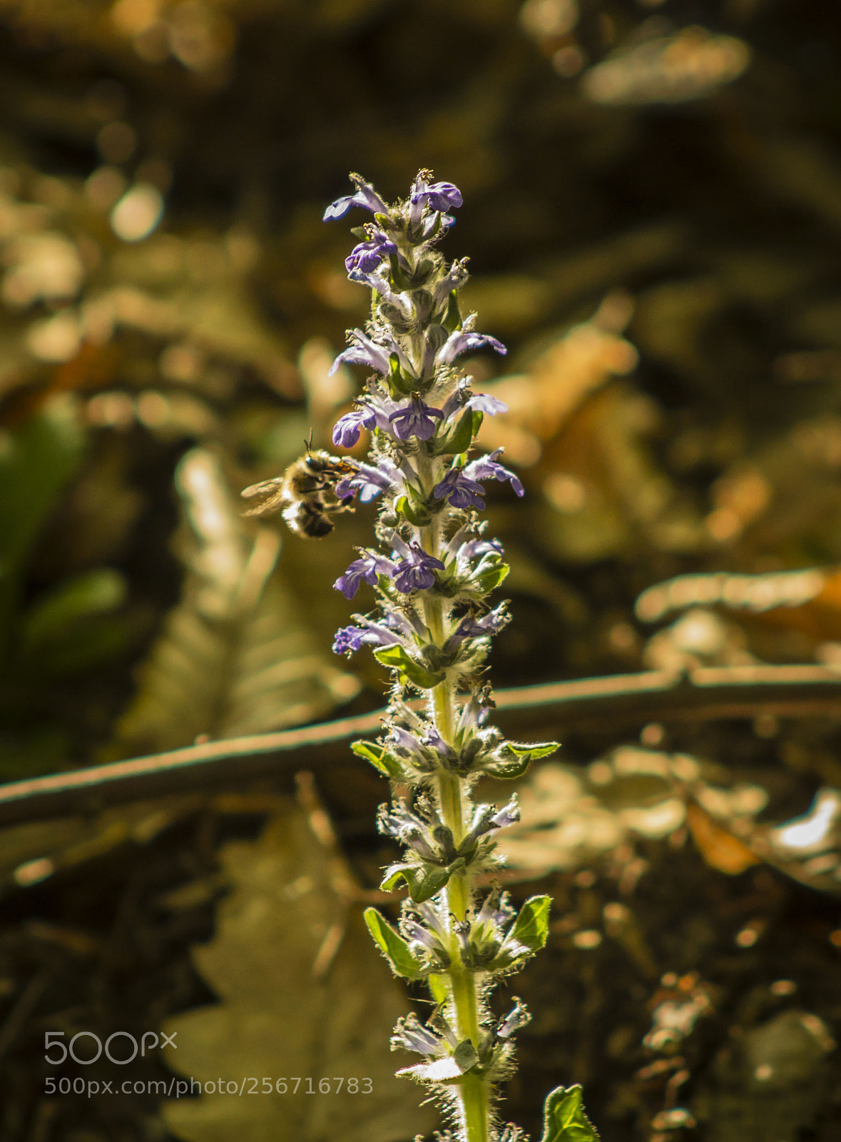 Canon EOS 1100D (EOS Rebel T3 / EOS Kiss X50) sample photo. M hecske a vir photography