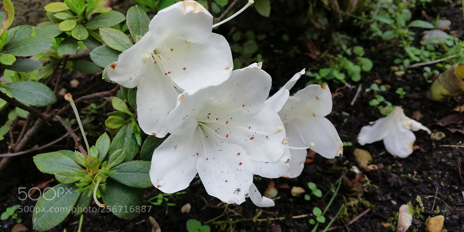 HUAWEI Mate 10 Lite sample photo. Azalea bianca photography