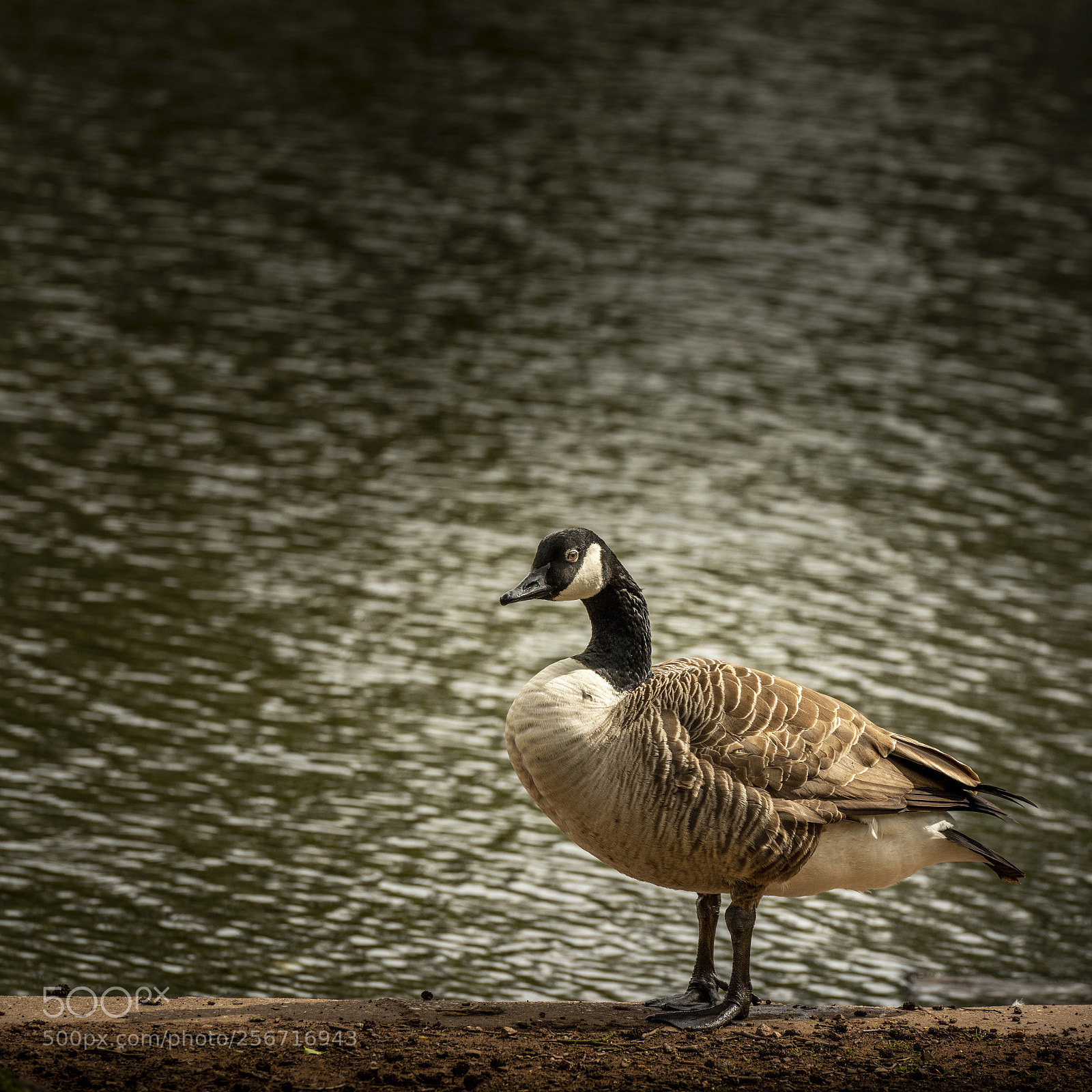 Nikon D810 sample photo. Goose photography