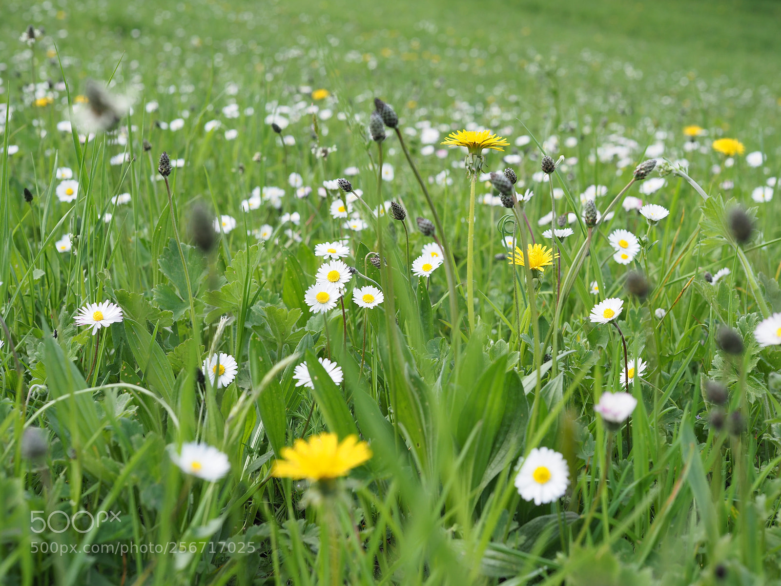 Olympus OM-D E-M1 Mark II sample photo. Spring is now! photography