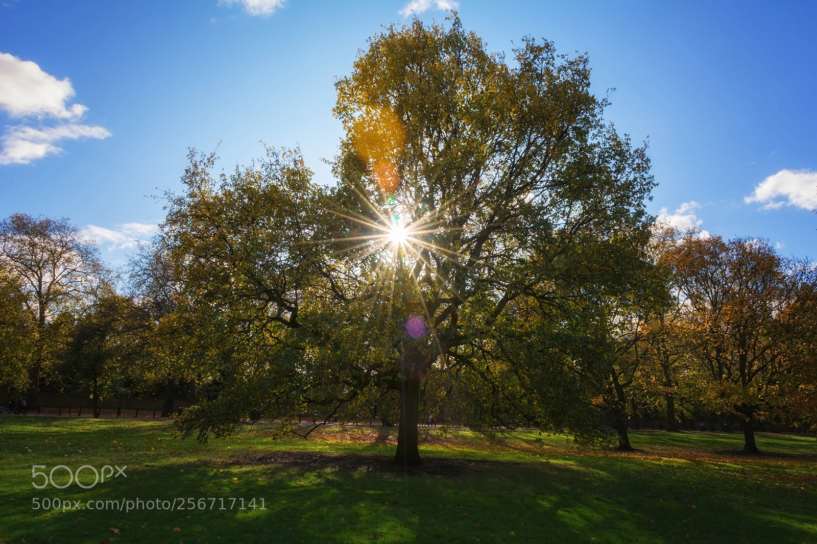 Nikon D7100 sample photo. Sun rays in green photography