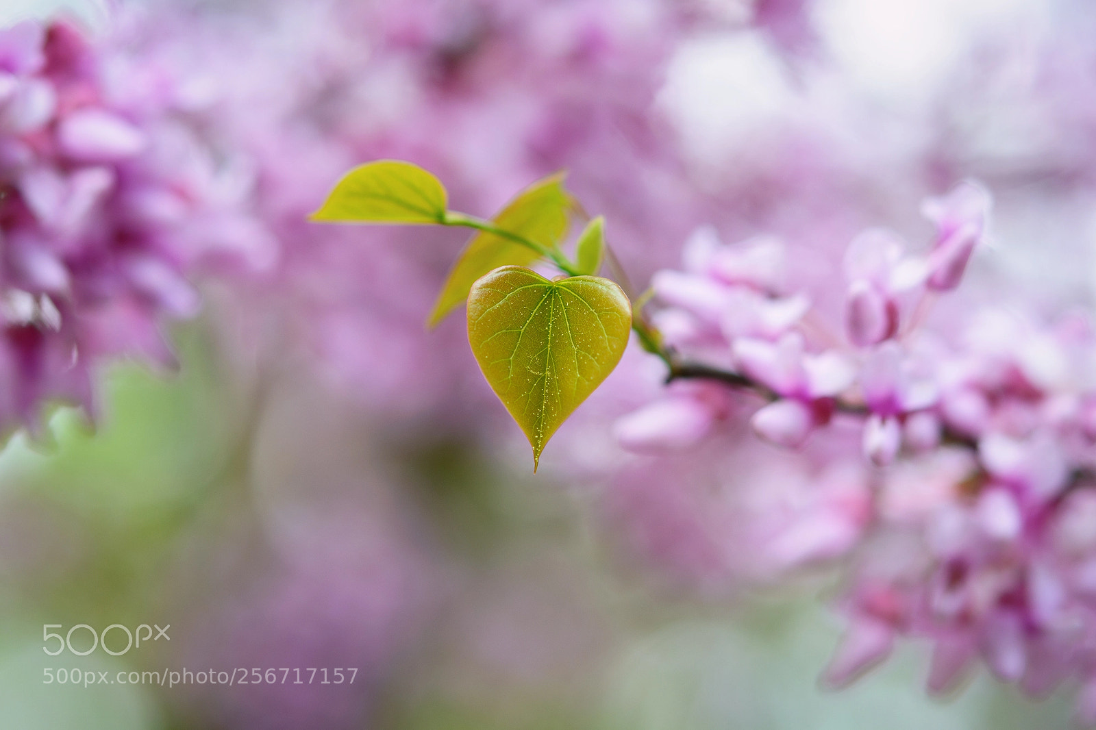 Nikon D7100 sample photo. Springtime in czech republic photography