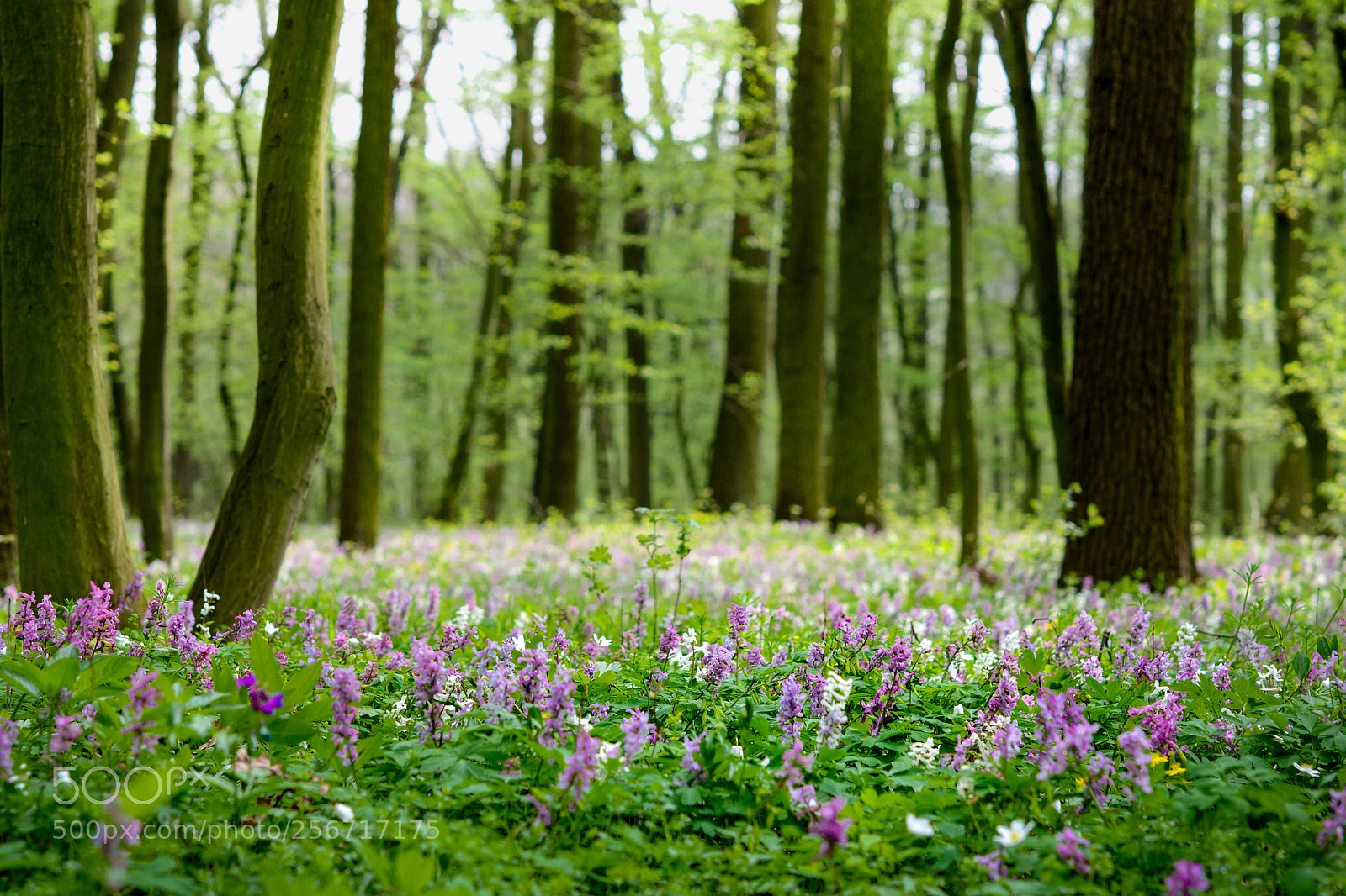 Nikon D7100 sample photo. Springtime in czech republic photography