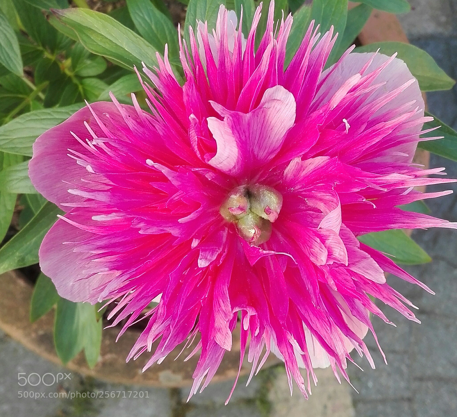 HUAWEI P8 Lite sample photo. Beauty photography